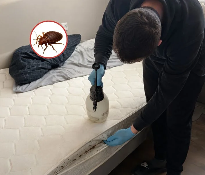 Technicien traitant un matelas contre les punaises de lit à Achères